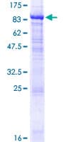 Human NETO1 Protein (Recombinant GST)
