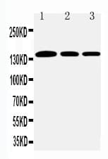 COL1A1 / Collagen I Alpha 1 Antibody (aa1192-1207)