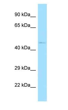 PSKH1 Antibody (C-Terminus)