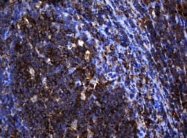 PAI-RBP1 / SERBP1 Antibody (clone OTI2E11)