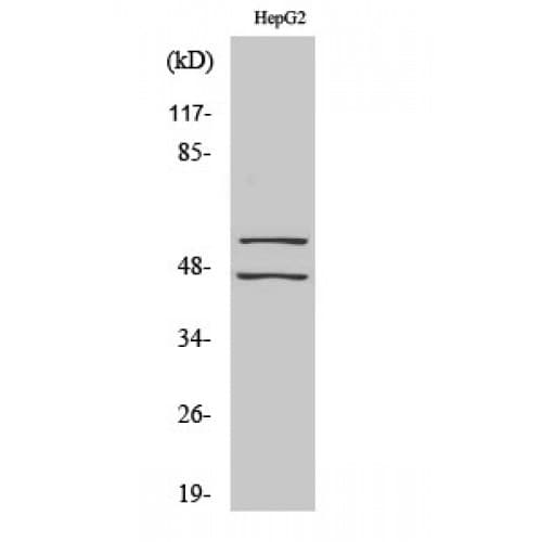 JNK1+2+3 Antibody (120-200 aa)