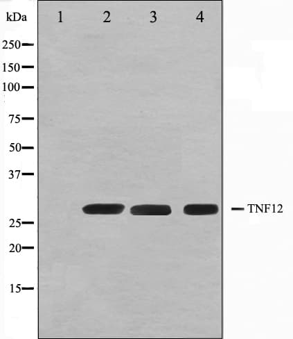 Polyclonal Rabbit anti-Human TNFSF12 / TWEAK Antibody (IHC, IF, WB)