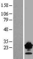 CLDN9 / Claudin 9 Protein (Over-Expression Lysate Myc-DDK (Flag))