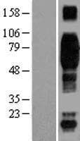 CD244 Protein (Over-Expression Lysate Myc-DDK (Flag))