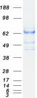 Human SH2B3 / LNK Protein (Recombinant Myc-DDK (Flag))