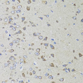 AIFM3 Antibody