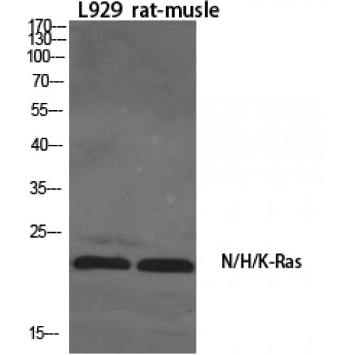 Ras (H, K, N) Antibody (10-90 aa, N-terminal)