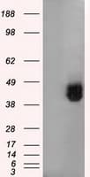Basigin / Emmprin / CD147 Antibody (clone OTI3E5)