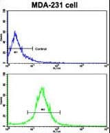 ACTN4 Antibody (aa785-813)
