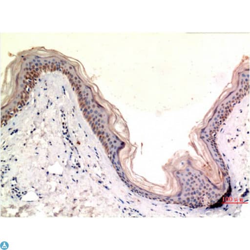 MLKL Antibody