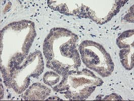 CHN1 Antibody (clone OTI1C9)