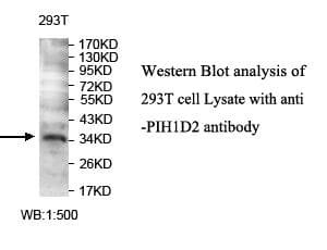 PIH1D2 Antibody (aa25-313)