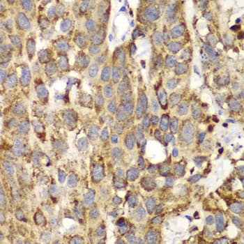 IHC-plus™ SHMT / SHMT2 Antibody
