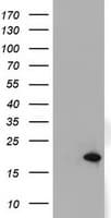ARL2BP / BART Antibody (clone OTI1G10)