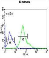 IHC-plus™ XBP1 Antibody (aa62-91)