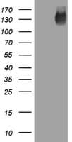EGFR Antibody (aa900-1210, clone OTI1H7)