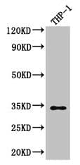 CAPZA1 / CAPZ Alpha 1 Antibody