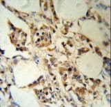 RBM3 Antibody (aa128-157)