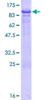 Human NAP1L3 Protein (Recombinant GST)
