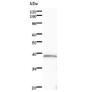 SOX5 Antibody (clone 7031C6a)