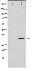 STX1A / Syntaxin 1A Antibody
