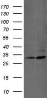 PSMB7 Antibody (aa58-277, clone OTI4E10, Carrier-free)