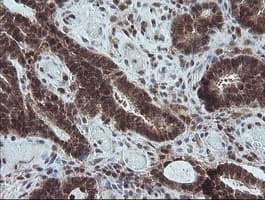 CPA2 Antibody (clone OTI3D8)