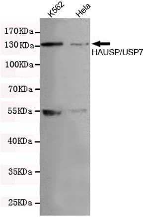 USP7 / HAUSP Antibody