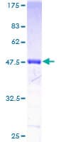 Human FTH1 / Ferritin Heavy Chain Protein (Recombinant GST)