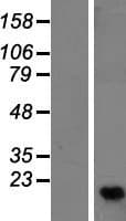C16orf13 Protein (Over-Expression Lysate Myc-DDK (Flag))