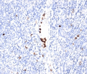 Granulocyte Antibody (clone BM-2, Azide-free, BSA-free)