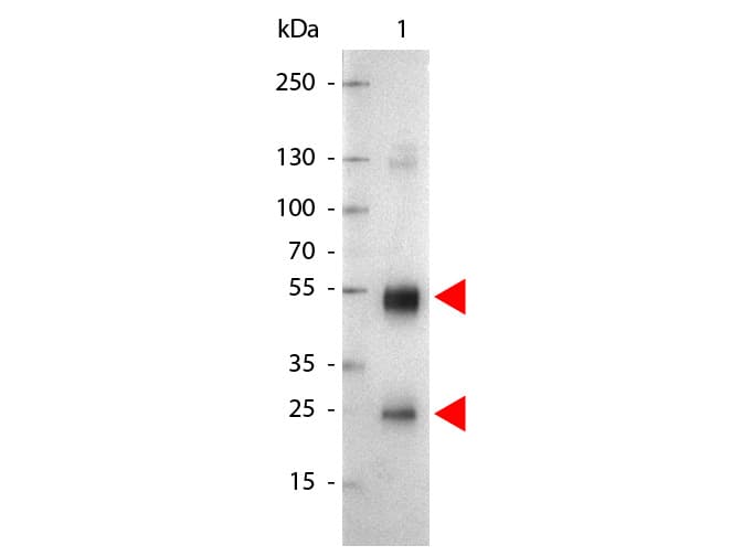 Polyclonal Goat Anti-Rat IgG Secondary Antibody (AP, IHC, WB)