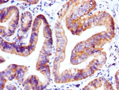 Polyclonal Rabbit anti-Human GDF9 / GDF-9 Antibody (WB)