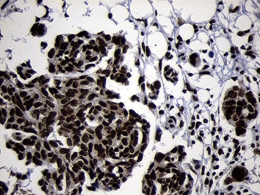HOXC4 Antibody (clone OTI2D5, Carrier-free)
