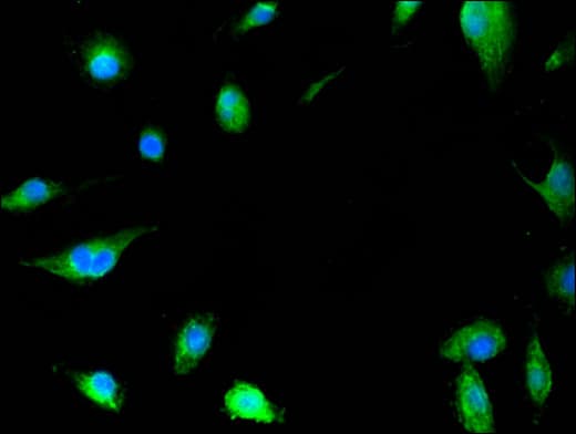 c-Met Antibody