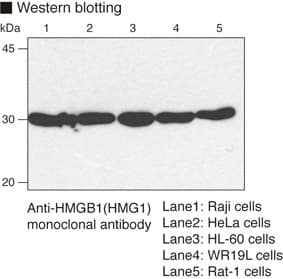 Monoclonal Mouse anti-Human HMG1 / HMGB1 Antibody (clone 4C9, WB)