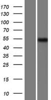 AMZ1 Protein (Over-Expression Lysate Myc-DDK (Flag))
