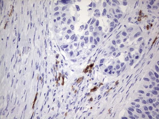 N4BP2L2 Antibody (clone OTI5C5, Carrier-free)