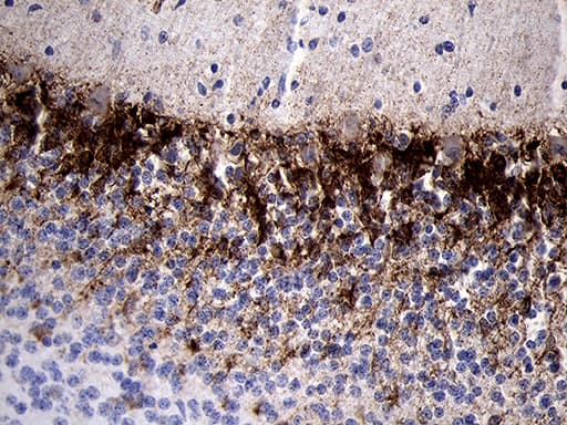 PRODH Antibody (clone OTI1H6)