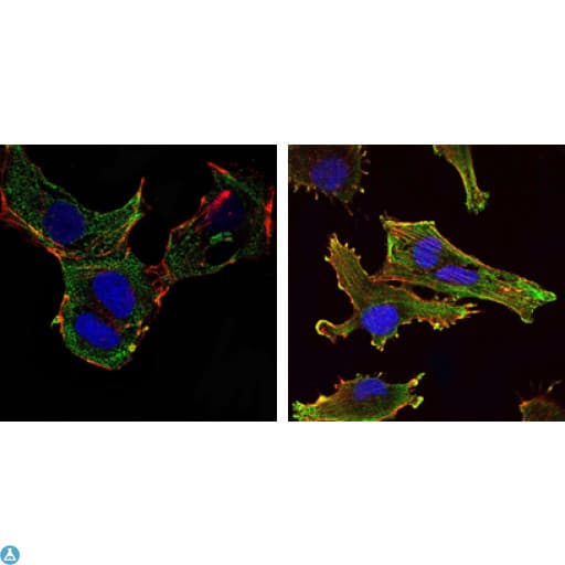 KLHL13 Antibody