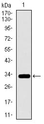 PAX3 Antibody (aa142-203, clone 7D8G7)