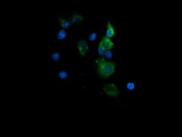 CD1C Antibody (clone OTI2D4, Carrier-free)