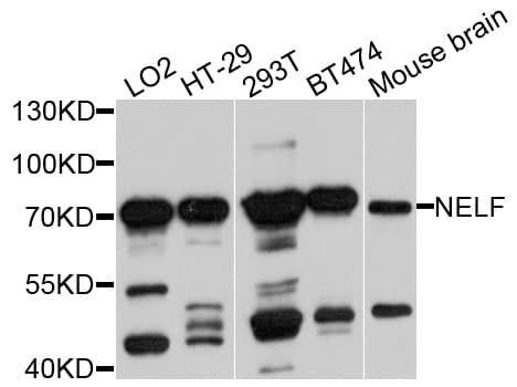 NSMF / NELF Antibody