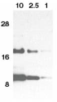 Polyclonal Rabbit anti-Human CCL11 / Eotaxin Antibody (IF, WB)