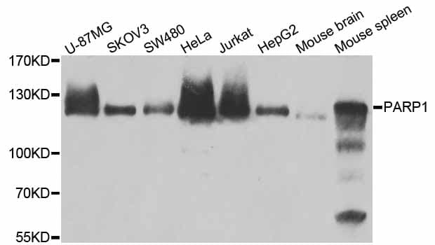 PARP1 Antibody