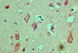 FSAPc / C19orf29 Antibody (aa460-510)