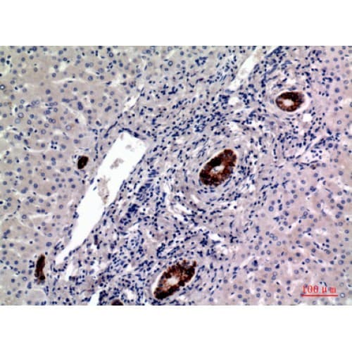 Polyclonal Rabbit anti-Human CD19 Antibody (191-240 aa, Internal, IHC, WB)
