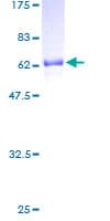 Human NRBF2 Protein (Recombinant GST)