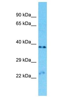 OR9A2 Antibody (aa256-305)