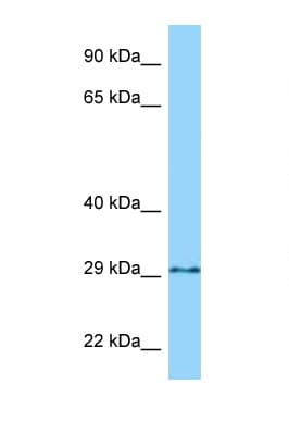 GPN3 Antibody (C-Terminus)
